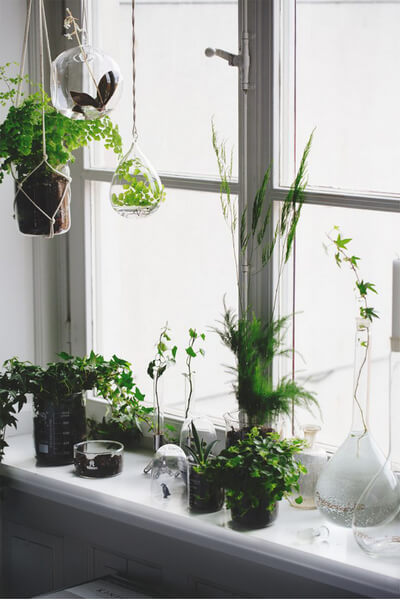 вредные комнатные растения 